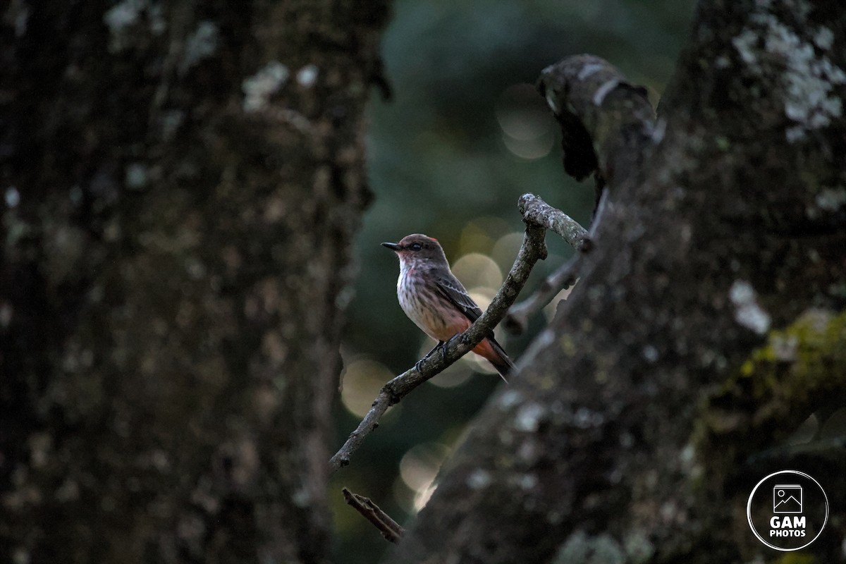 Vermilion Flycatcher - ML639411994