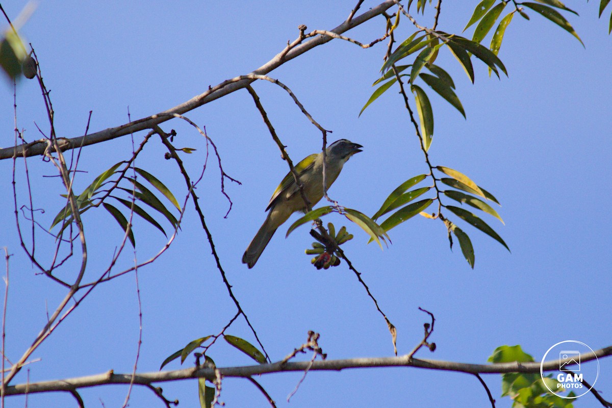 Green-winged Saltator - ML639412006