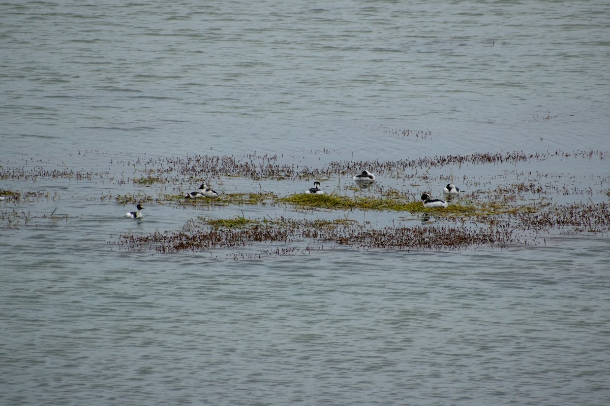 Hooded Grebe - ML639412032