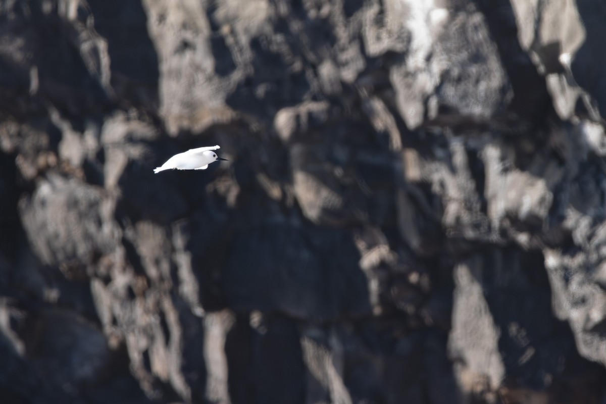 Blue-billed White-Tern - ML639412055