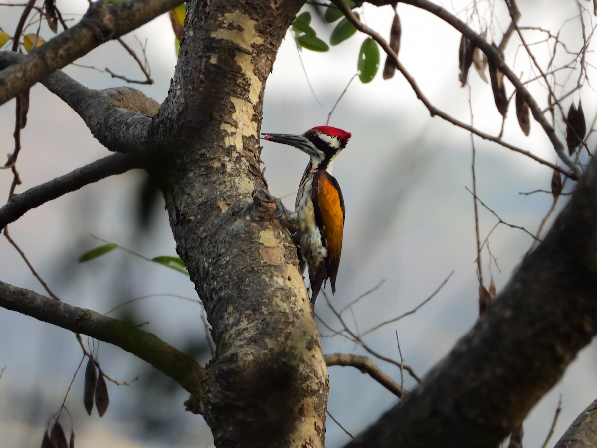 White-naped Woodpecker - ML639412073