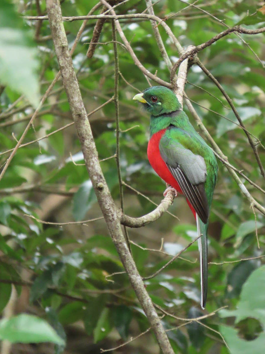 Narina Trogon - ML639412075
