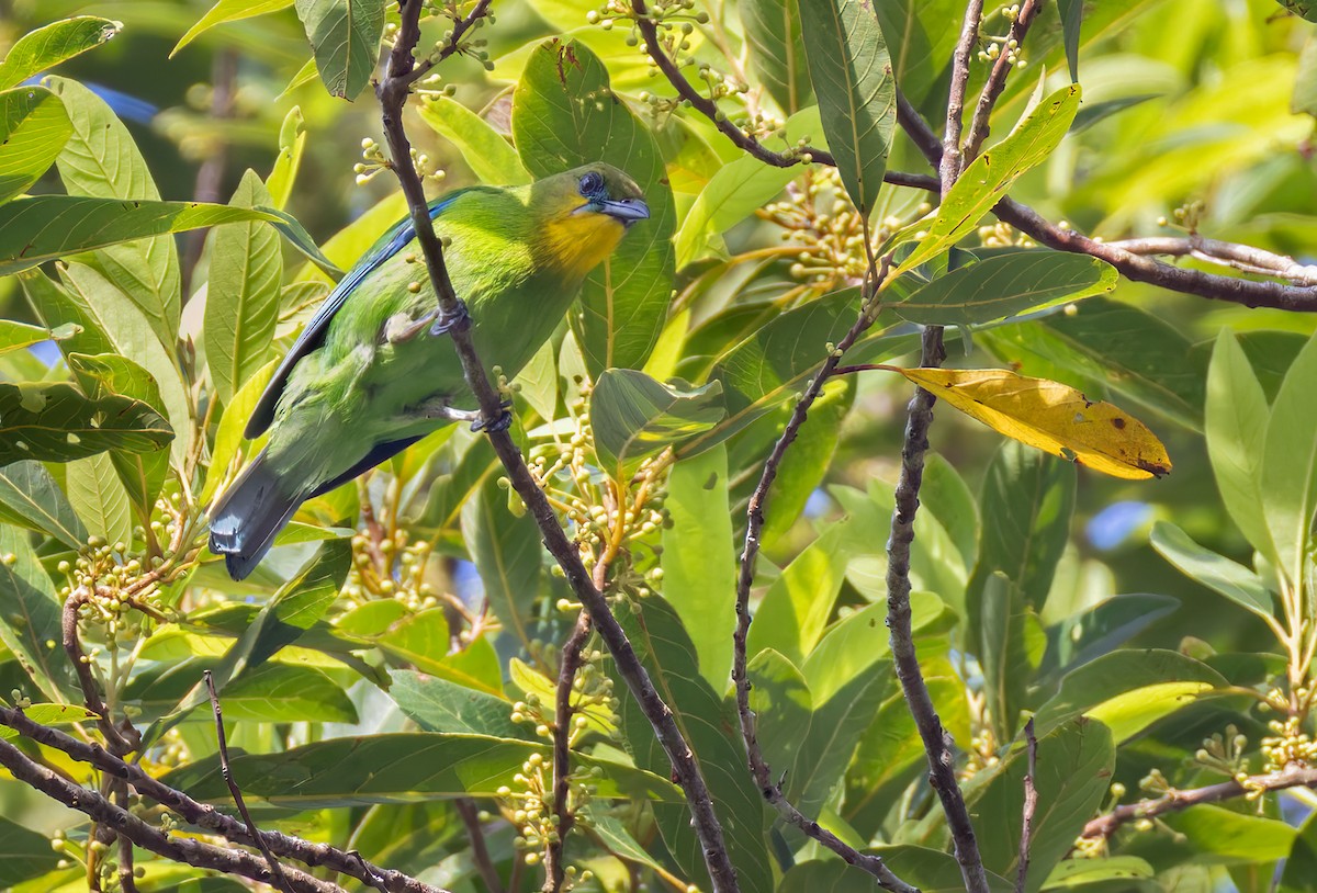 Yellow-throated Leafbird - ML639412077