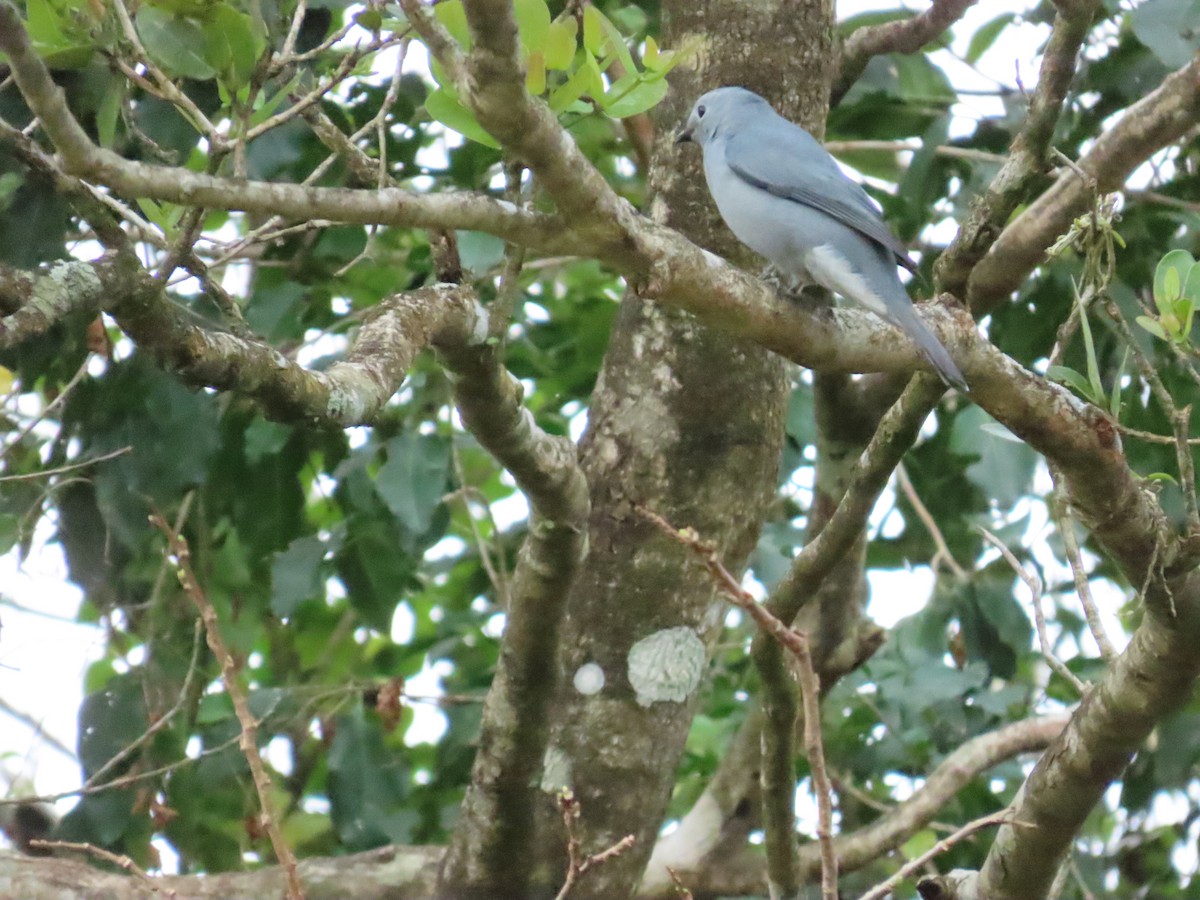 Gray Cuckooshrike - ML639412090