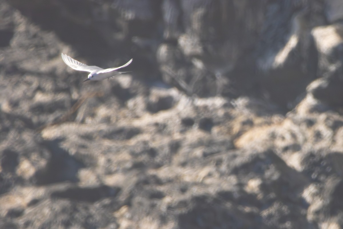 Blue-billed White-Tern - ML639412091