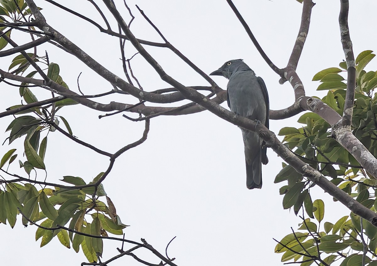 Bar-bellied Cuckooshrike - ML639412092