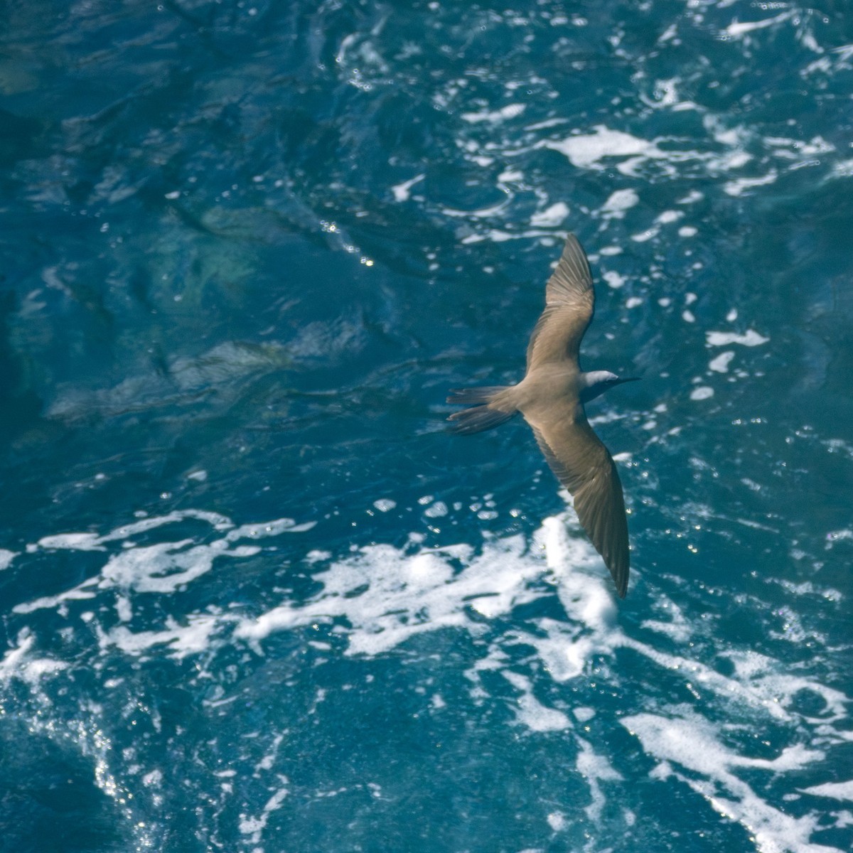 Brown Noddy - ML639412094