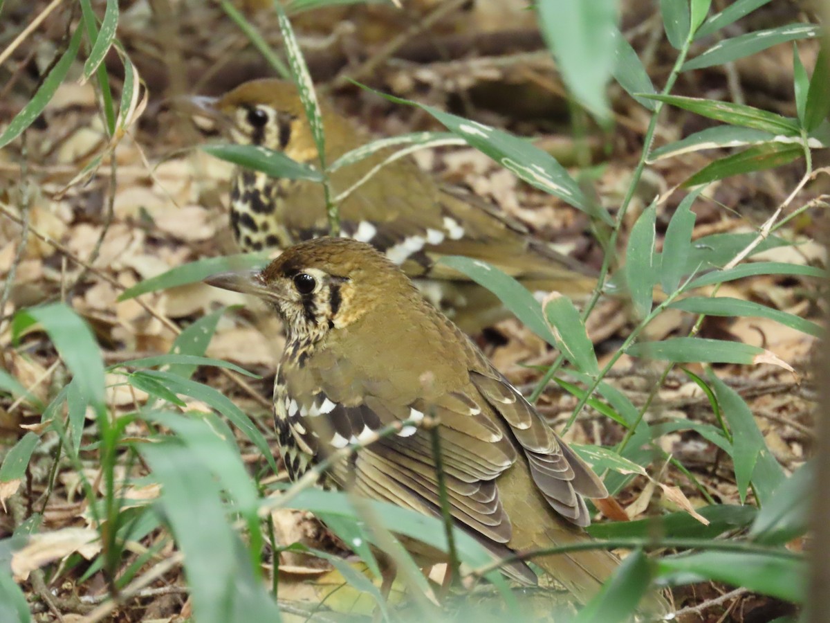 Spotted Ground-Thrush - ML639412100