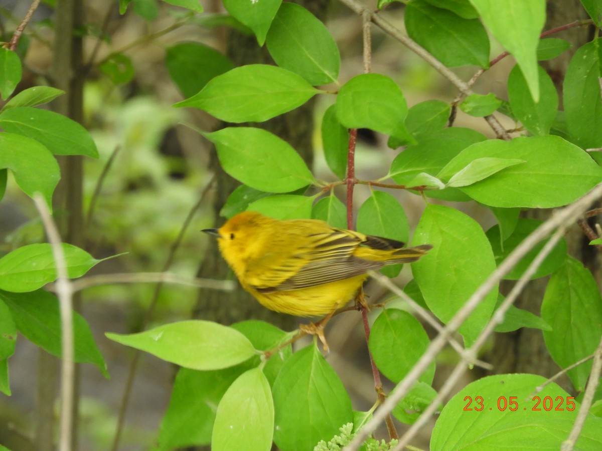 lesňáček zlatotemenný - ML639412103