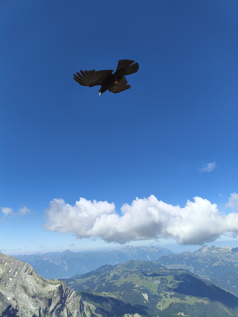 Yellow-billed Chough - ML639412117