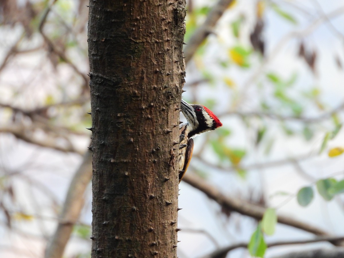 White-naped Woodpecker - ML639412123