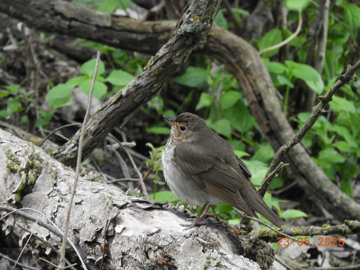 drozd západní - ML639412171