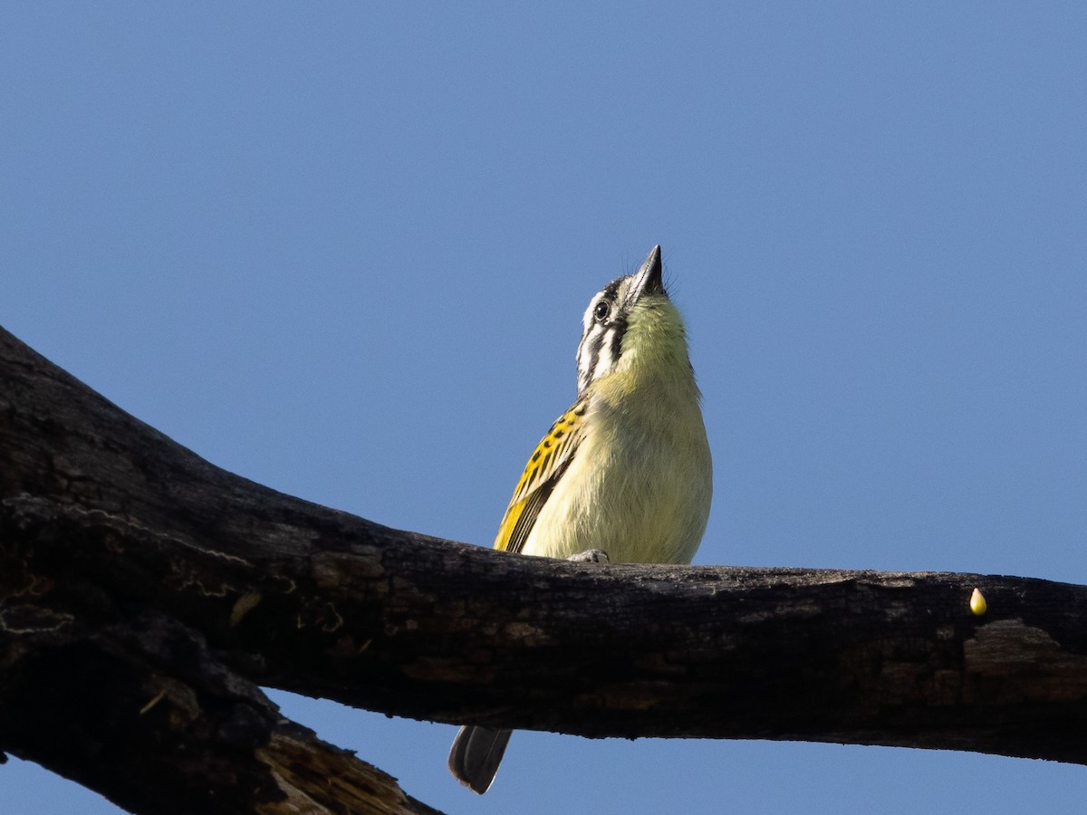 Yellow-fronted Tinkerbird - ML639412235