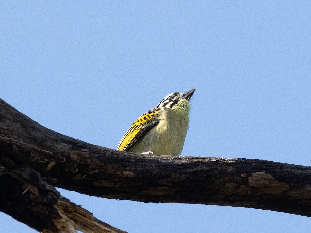 Yellow-fronted Tinkerbird - ML639412236