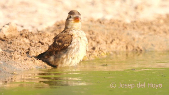Rock Sparrow - ML639412261
