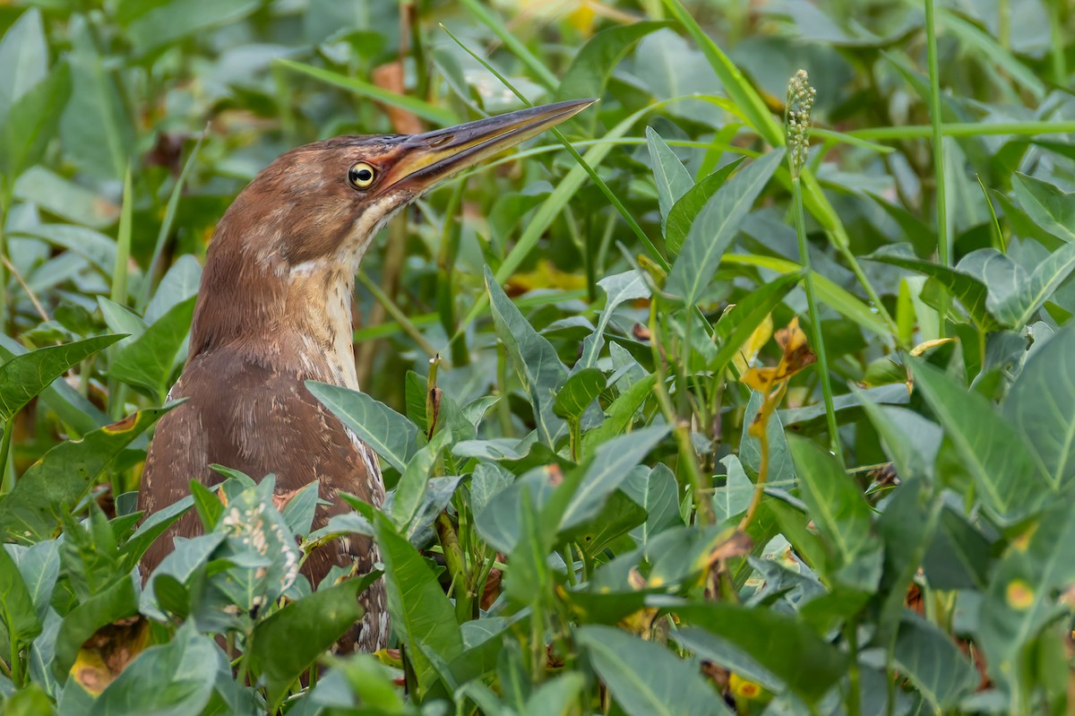 Cinnamon Bittern - ML639412289