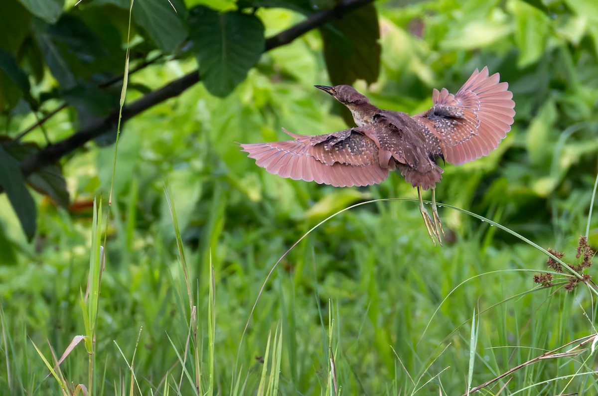 Cinnamon Bittern - ML639412290