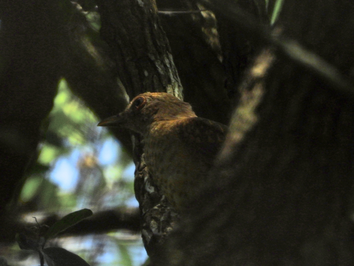 Clay-colored Thrush - ML639412347