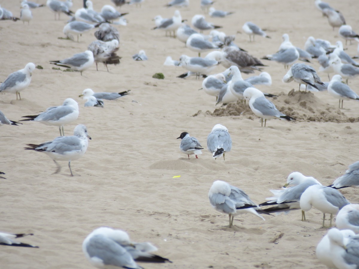 Mouette de Bonaparte - ML639412417