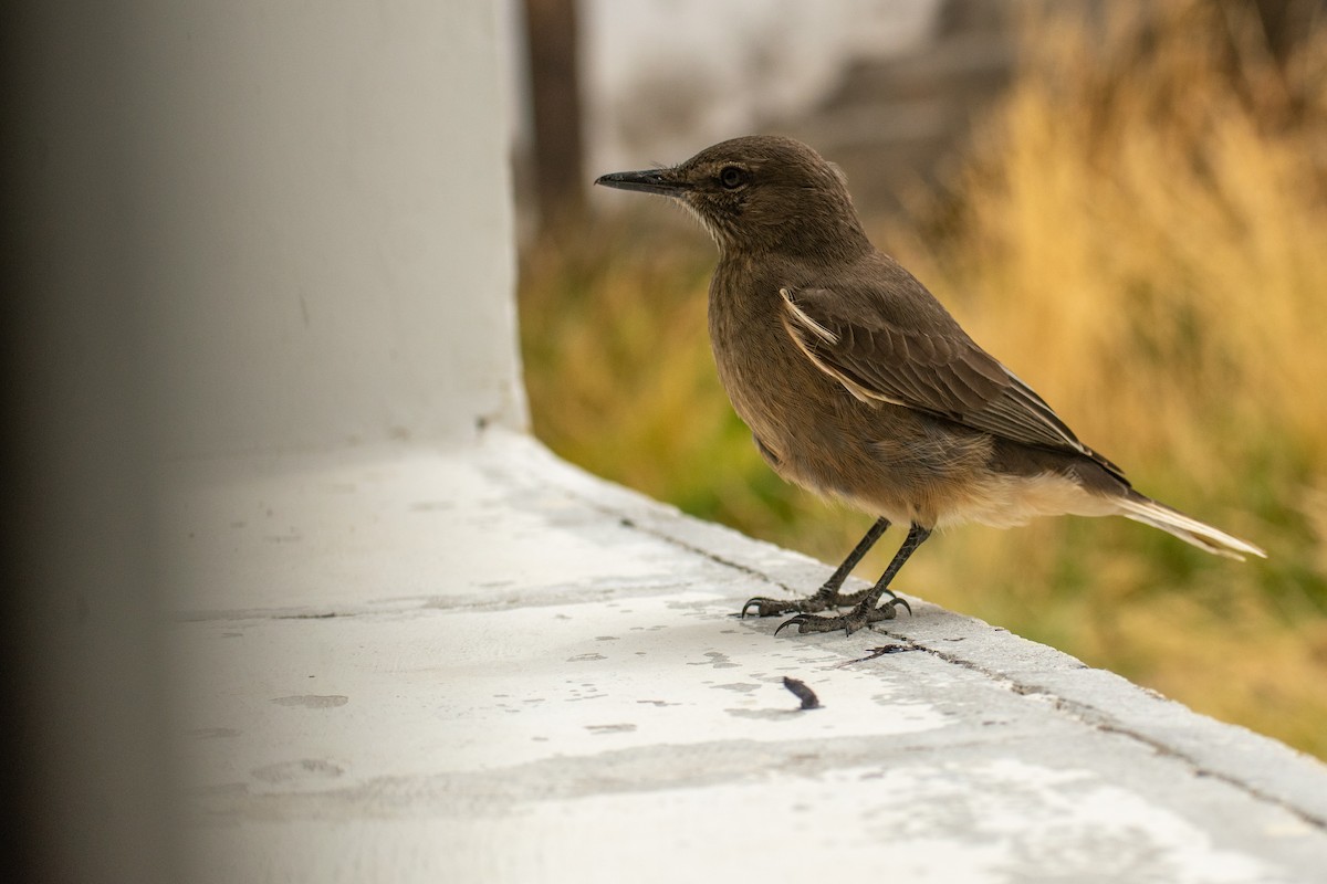 Black-billed Shrike-Tyrant - ML639412458