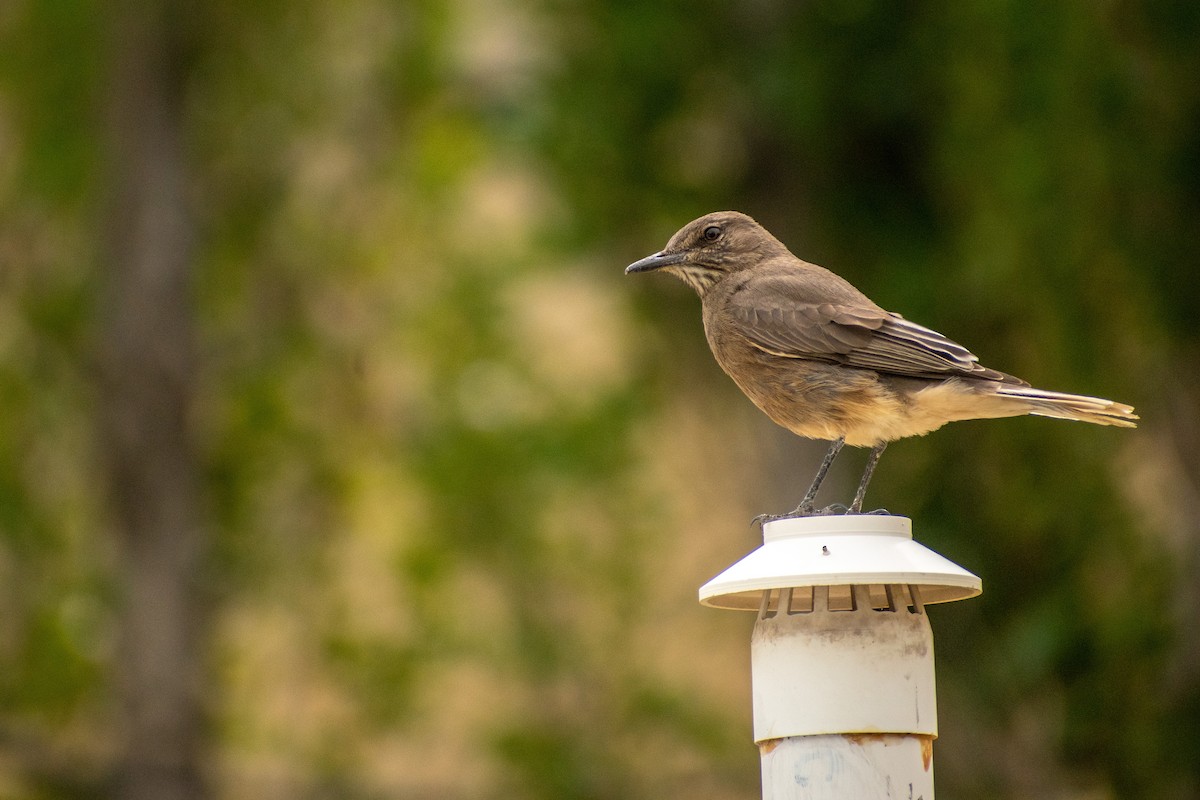 Black-billed Shrike-Tyrant - ML639412459