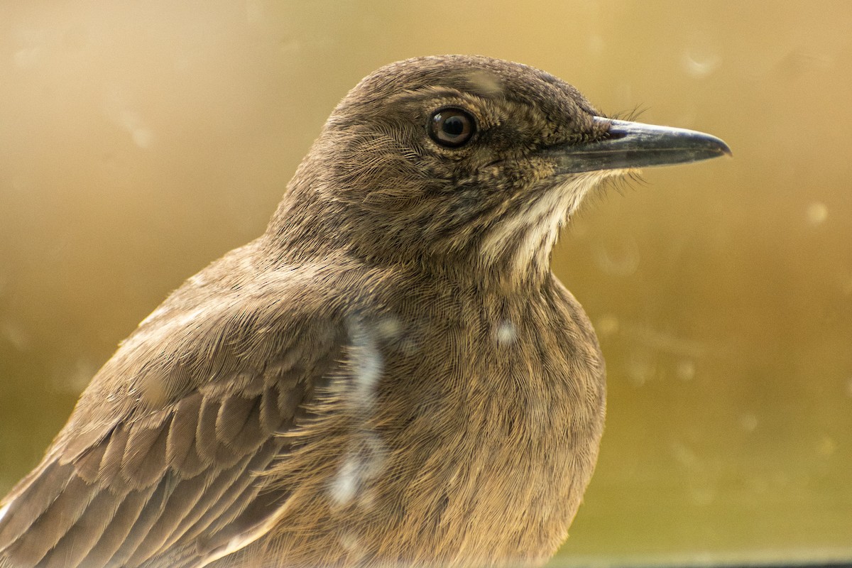 Black-billed Shrike-Tyrant - ML639412460