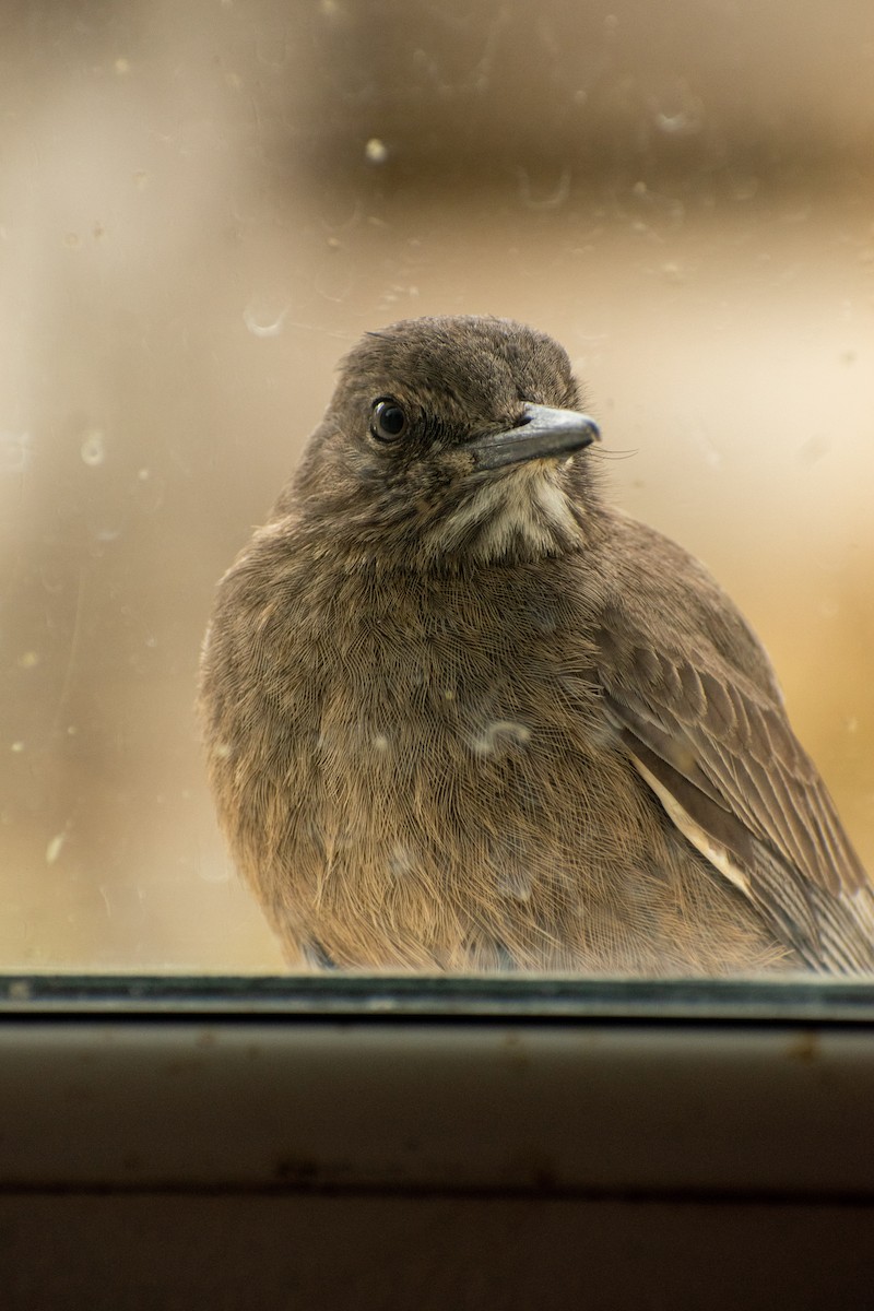 Black-billed Shrike-Tyrant - ML639412461