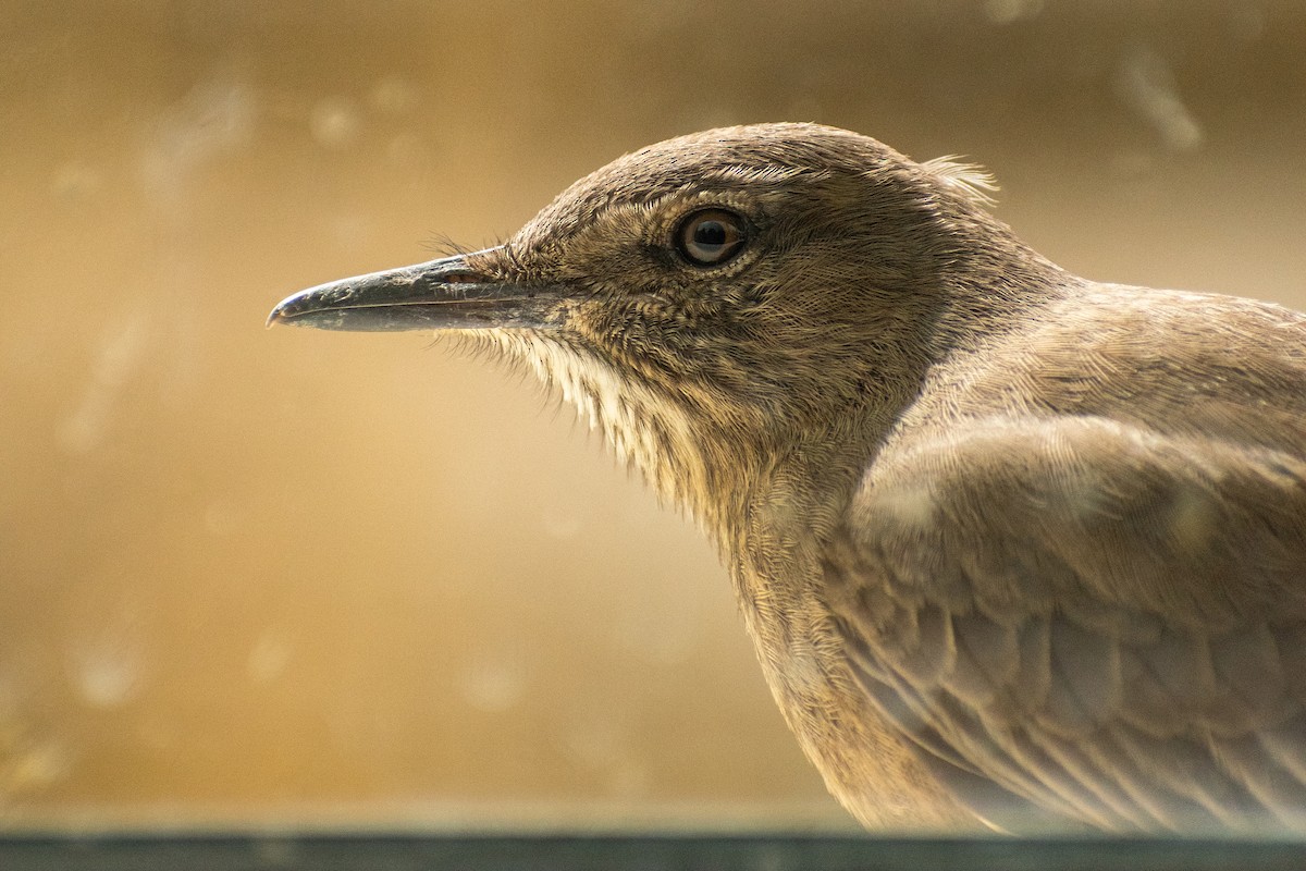 Black-billed Shrike-Tyrant - ML639412462
