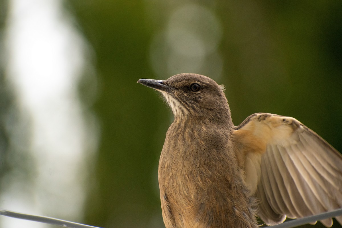 Black-billed Shrike-Tyrant - ML639412464