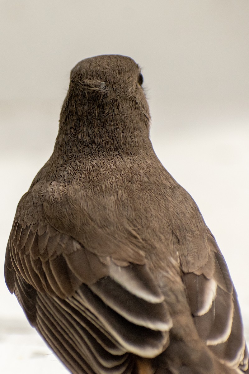 Black-billed Shrike-Tyrant - ML639412467