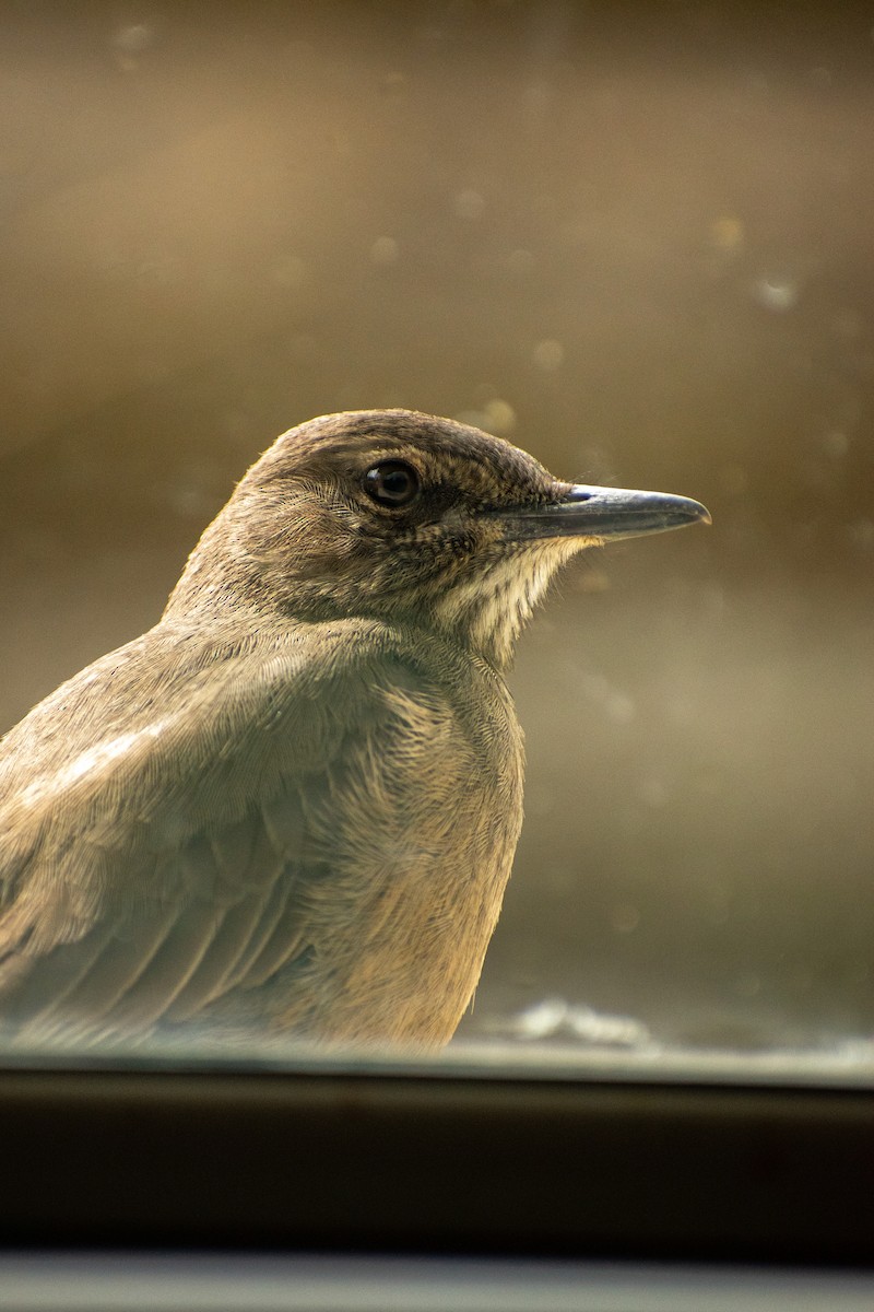 Black-billed Shrike-Tyrant - ML639412468