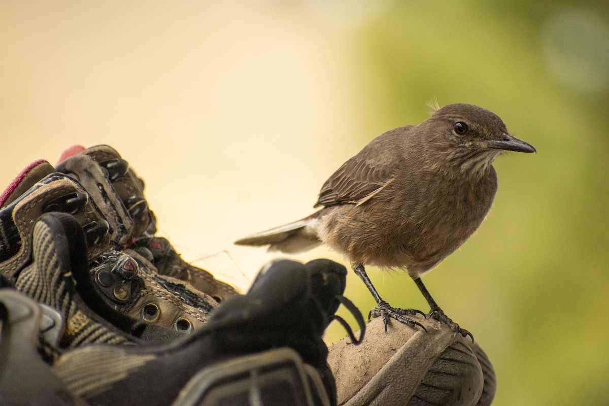 Black-billed Shrike-Tyrant - ML639412469