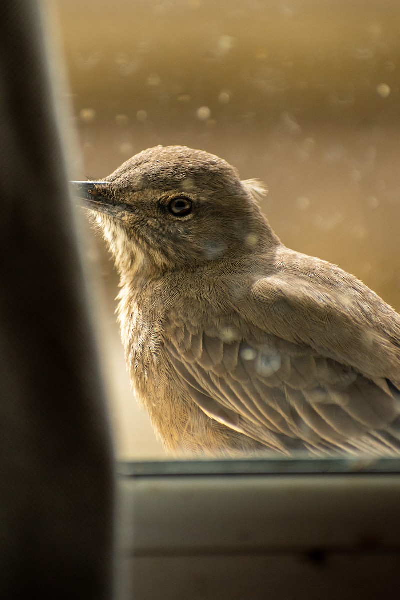 Black-billed Shrike-Tyrant - ML639412470