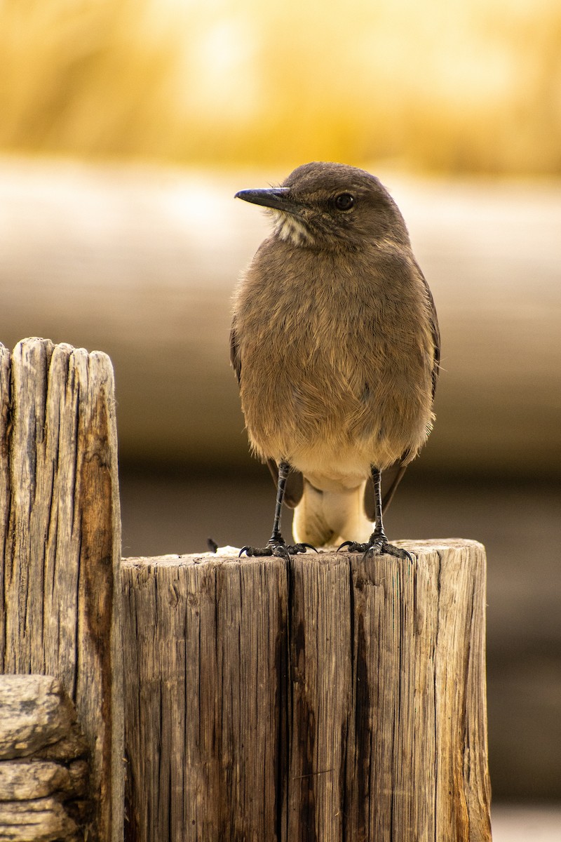 Black-billed Shrike-Tyrant - ML639412471