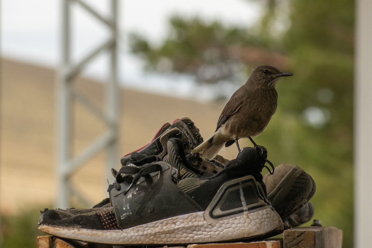 Black-billed Shrike-Tyrant - ML639412472