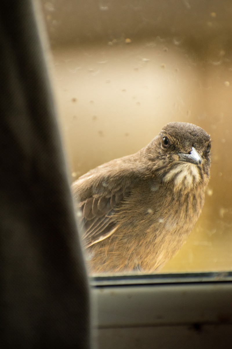 Black-billed Shrike-Tyrant - ML639412473