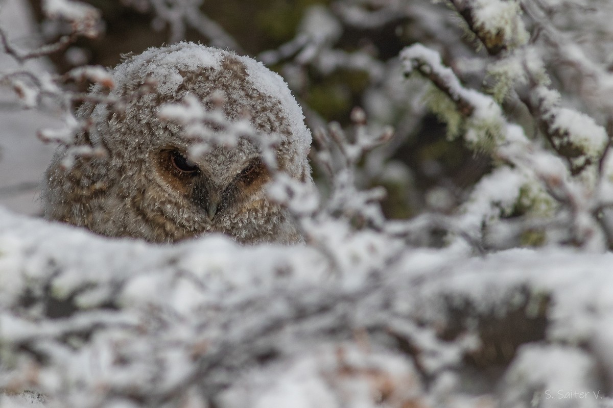 Rufous-legged Owl - ML639412483