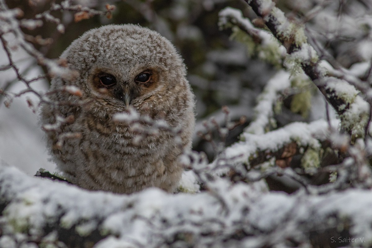 Rufous-legged Owl - ML639412484