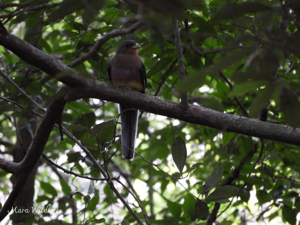 Narina Trogon - ML639412539