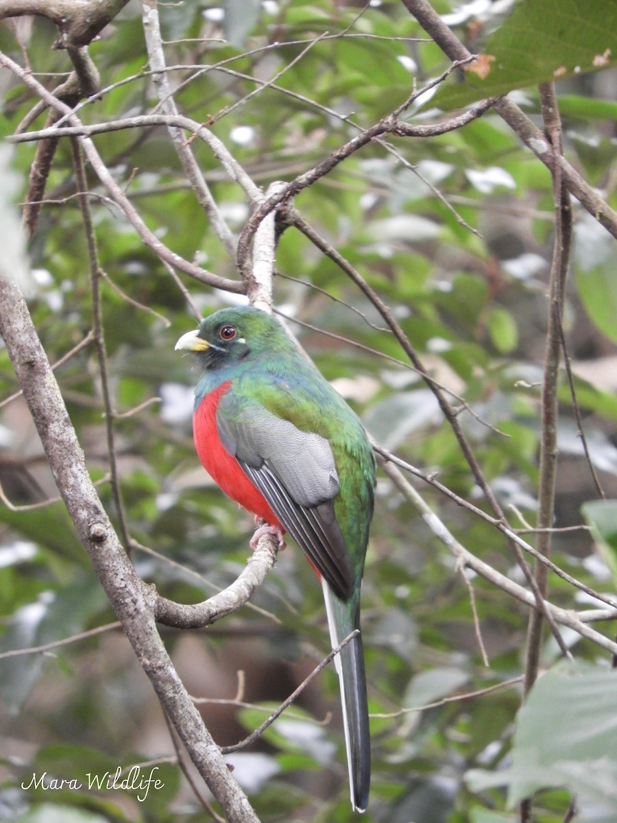 Narina Trogon - ML639412540