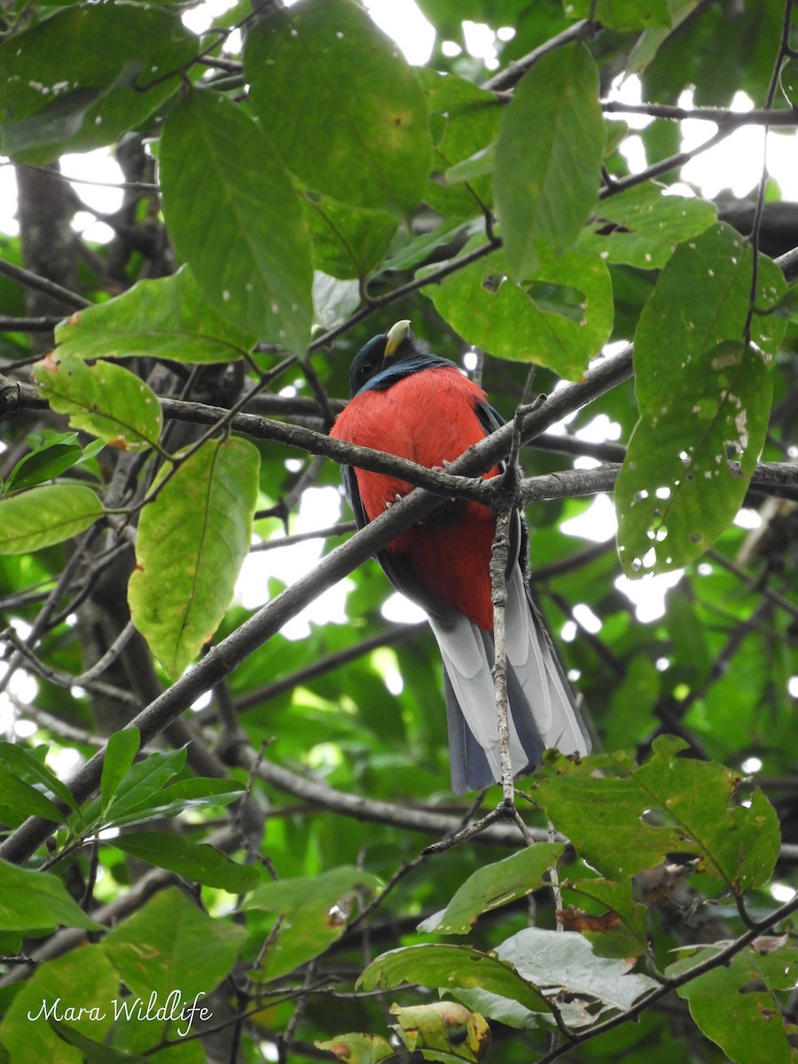 Narina Trogon - ML639412541