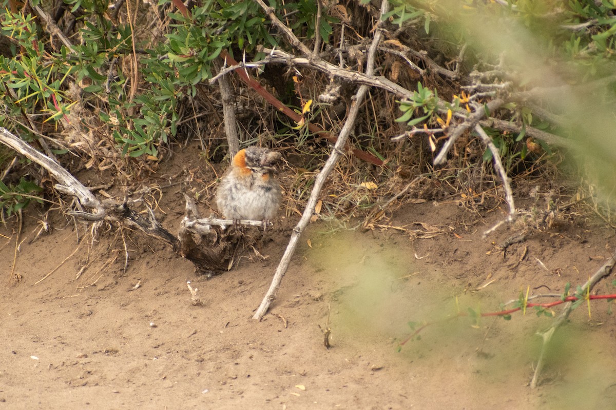 Rufous-collared Sparrow (Patagonian) - ML639412578
