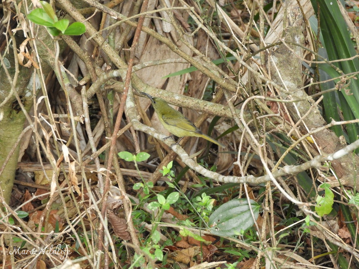Olive Sunbird - ML639412609