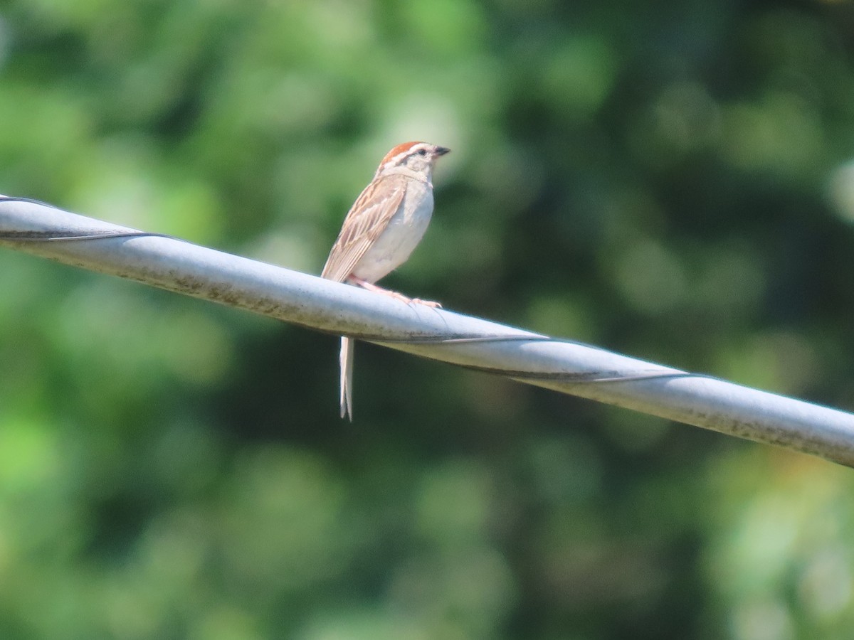 Chipping Sparrow - ML639412612