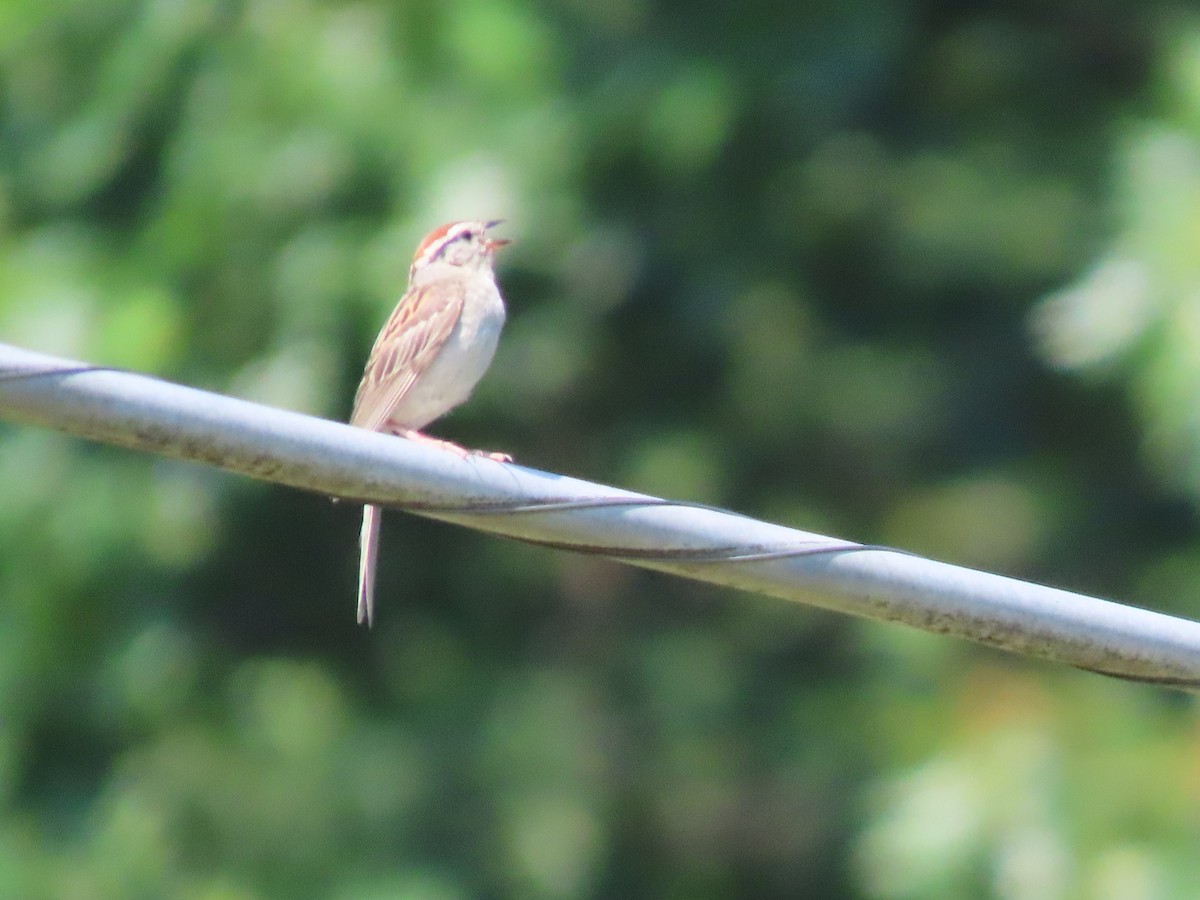 Chipping Sparrow - ML639412613