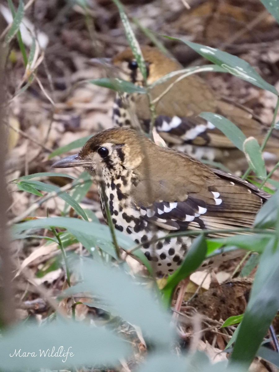 Spotted Ground-Thrush - ML639412623