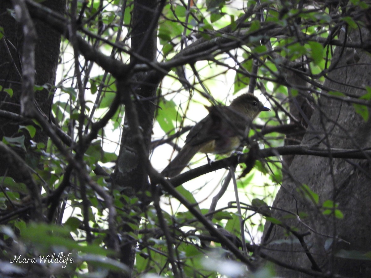 Yellow-bellied Greenbul - ML639412636