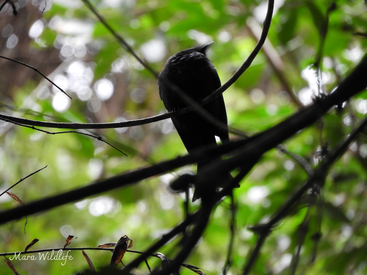Square-tailed Drongo - ML639412641