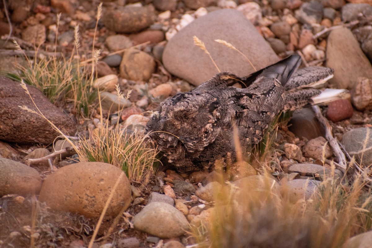 Band-winged Nightjar - ML639412650