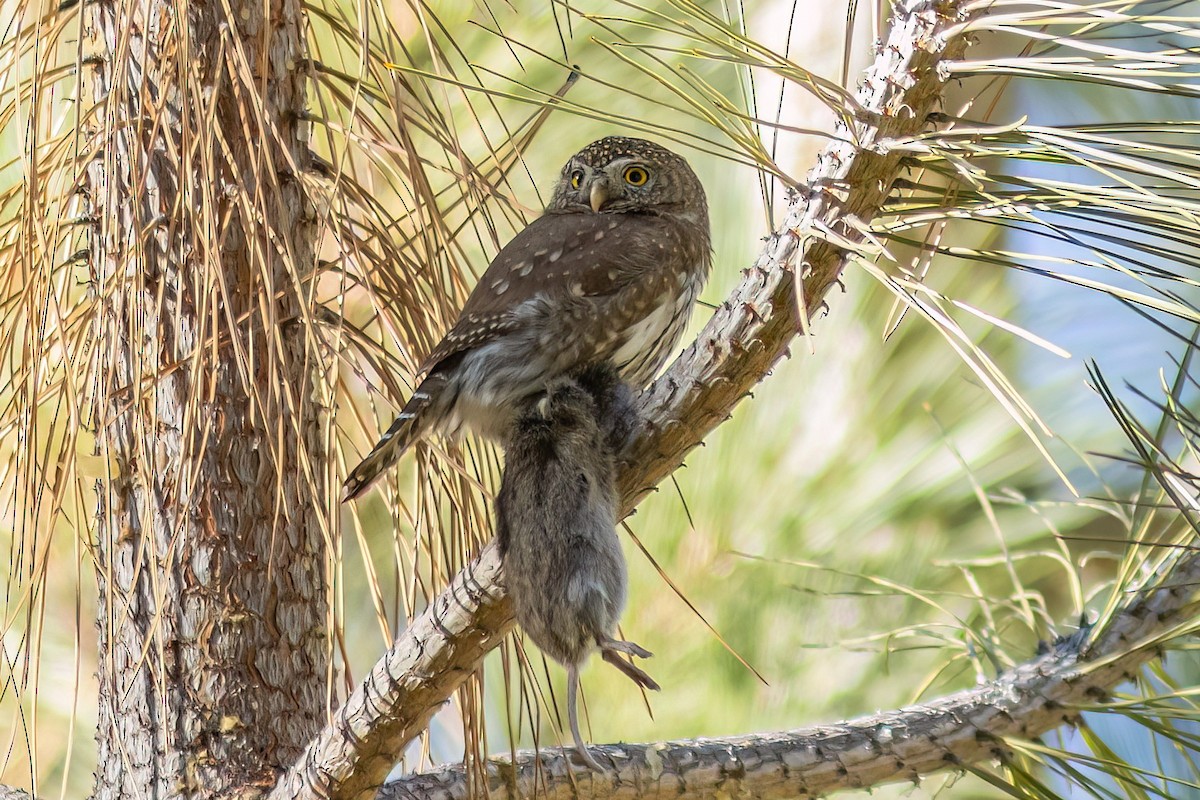 Northern Pygmy-Owl - ML639412654